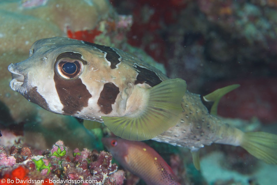 BD-130709-Maldives-9968-Diodon-liturosus.-Shaw.-1804-[Black-blotched-porcupinefish].jpg